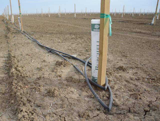 Surface drip irrigation, shown here, on a pistachio field in Los Banos, California