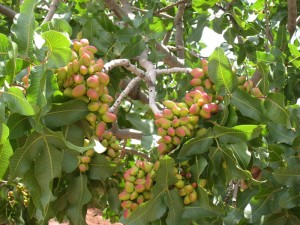 pistachio_tree